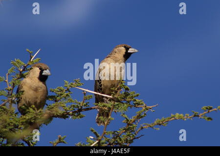 Socievole tessitori appollaiato su un thorn tree in Africa Foto Stock