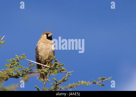 Socievole tessitori appollaiato su un thorn tree in Africa Foto Stock