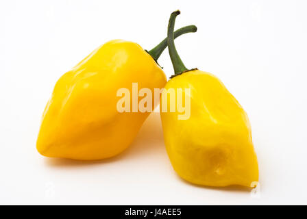 Giallo Habanero Chili Foto Stock