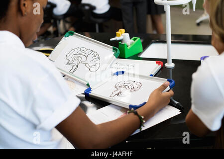 Gli studenti di biologia di apprendimento classroom Foto Stock
