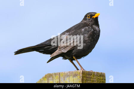 Maschio di merlo comune (Turdus merula) appollaiato su un post nel Regno Unito. Foto Stock