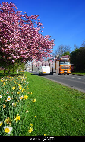 Autocarro passando strada narcisi e fiori di ciliegio alberi leeds Yorkshire Regno Unito Foto Stock