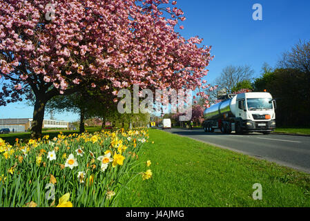 Autocarro passando strada narcisi e fiori di ciliegio alberi leeds Yorkshire Regno Unito Foto Stock