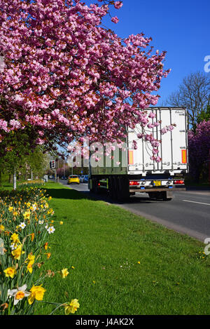 Autocarro passando strada narcisi e fiori di ciliegio alberi leeds Yorkshire Regno Unito Foto Stock