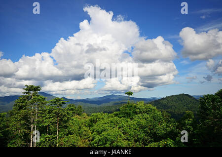 Primario nella giungla di Danum Valley Conservation Park nel Borneo Sabah, Malesia. Foto Stock