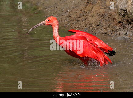 Sud Americana Scarlet Ibis (Eudocimus ruber) sbattere le ali azione mentre la balneazione. Foto Stock