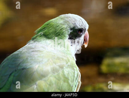 Sud Americana Monaco parrocchetto o Quaker Parrot (Myiopsitta monachus), specie invasive in Europa Foto Stock