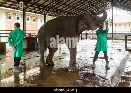 Un giovane elefante è alimentato latte da una bottiglia da un gestore a Pinnawala l'Orfanotrofio degli Elefanti in Sri Lanka. Foto Stock