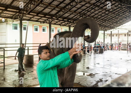 Un giovane elefante è alimentato latte da una bottiglia da un gestore a Pinnawala l'Orfanotrofio degli Elefanti in Sri Lanka. Foto Stock