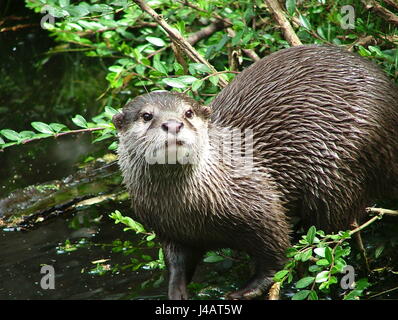 Ambiente Ambiente acque verde animali bruno marrone brunette hunter Foto Stock