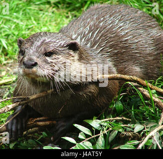 Ambiente Ambiente acque verde animali bruno marrone brunette hunter Foto Stock