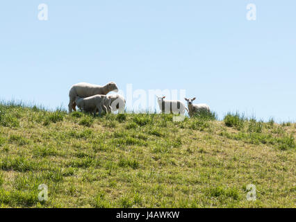 Giovani ovini bere latte dalla madre sul dicco verde con il blu del cielo Foto Stock