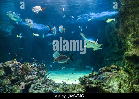 Grandi sawfish, noto anche come carpentiere shark e altri pesci che nuotano in un grande acquario Foto Stock