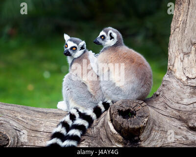 Due ring-tailed lemuri abbracciato insieme su un albero. Gli occhi grandi con colori vivaci e la classica a maniche lunghe bianco-nero di anelli. Foto Stock