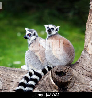 Due ring-tailed lemuri abbracciato insieme su un albero. Gli occhi grandi con colori vivaci e la classica a maniche lunghe bianco-nero di anelli. Foto Stock