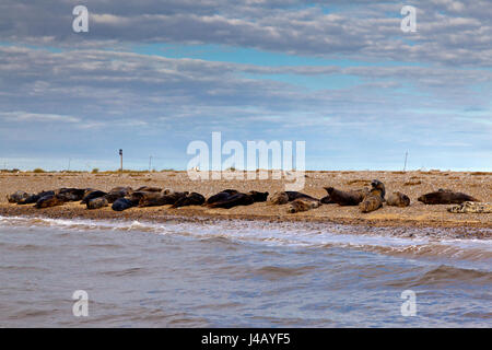 Le guarnizioni sulla spiaggia di Blakeney Point sulla Costa North Norfolk England Regno Unito Foto Stock