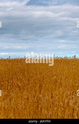 Pettini a Brancaster sulla Costa North Norfolk England Regno Unito Foto Stock