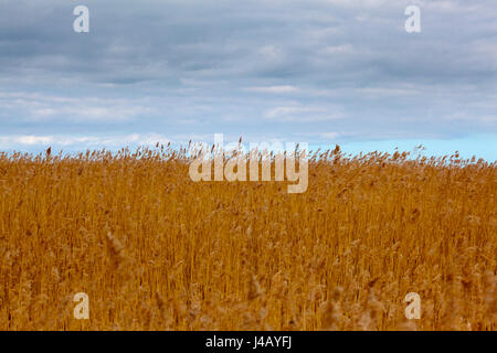 Pettini a Brancaster sulla Costa North Norfolk England Regno Unito Foto Stock