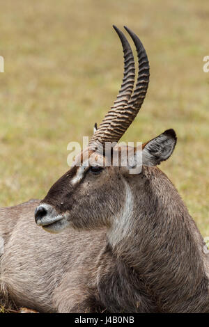 Un Waterbuck dominante stag prende una pausa al Parco Nazionale di Arusha, Tanzania Foto Stock