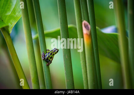 Close-up di fragola veleno-dart frog Foto Stock