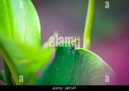 Close-up di fragola veleno-dart frog Foto Stock