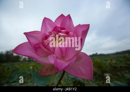 Lotus localmente chiamato Padma Phul sulla zona umida di Brahmanbaria, Bangladesh. Foto Stock