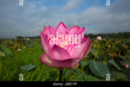 Lotus localmente chiamato Padma Phul sulla zona umida di Brahmanbaria, Bangladesh. Foto Stock