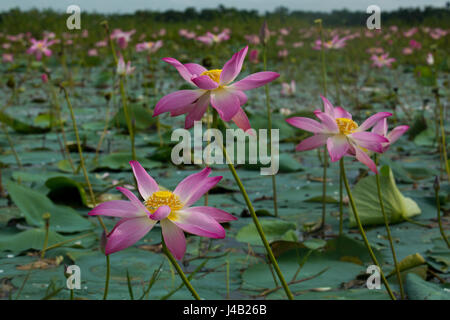 Lotus localmente chiamato Padma Phul sulle zone umide in Sylhet, Bangladesh Foto Stock