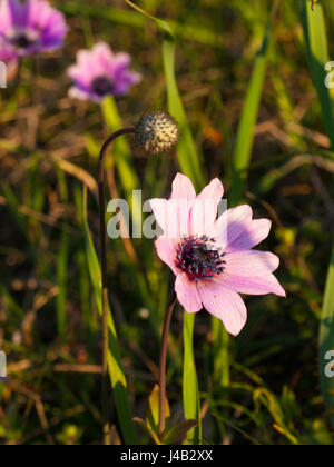 Anemone coronaria Foto Stock