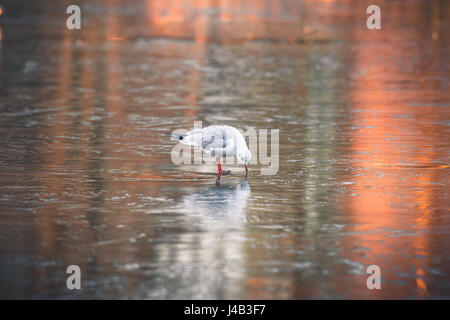 Seagull in cerca di cibo su un lago ghiacciato in inverno con sunrise riflessioni sul ghiaccio Foto Stock