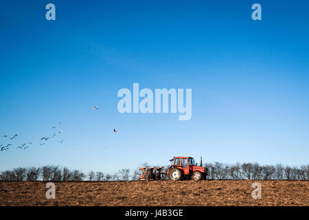 Guida del trattore su un campo con un aratro e gli uccelli sono in cerca di cibo nel terreno coltivato Foto Stock