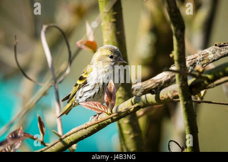 Lucherino bird noto anche come Carduelis spinus sititing su un ramoscello in un giardino in primavera e in cerca di cibo nel periodo pasquale Foto Stock