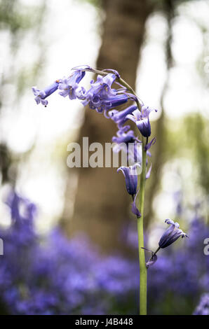 Vista ravvicinata delle Bluebells comune (Hyacinthoides non scripta) in fiore sotto un albero nel bosco in primavera. East Sussex, Regno Unito. Foto Stock