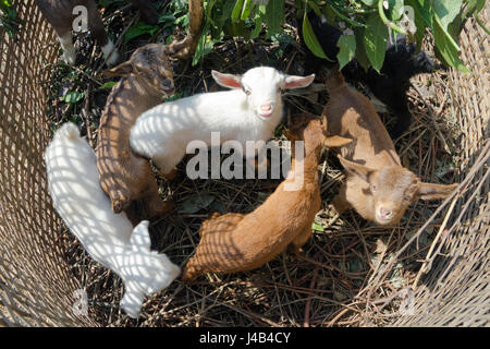 Capre giovani tenuti in una piccola penna fatta di bambù intrecciato. Vicino Ghandruk, regione di Annapurna, Nepal. Foto Stock