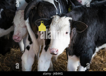 Croste in un piccolo stabile con un piccolo luogo su una fattoria rurale con allevamento di bestiame Foto Stock