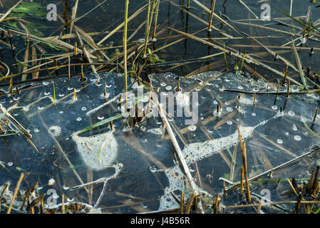 Ghiaccio in fusione su un lago con erba e reed nel tardo inverno con ghiaccio in acqua fredda in inverno Foto Stock
