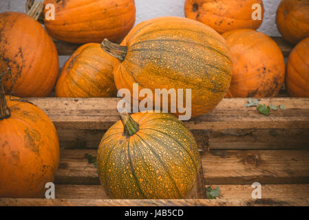 Orange zucche impilate su un ripiano di legno in un festival Foto Stock