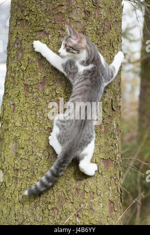 Un gattino grigio e bianco che arrampica un Sitka Abete (Picea Sitchensis) e aggrappati al tronco Foto Stock