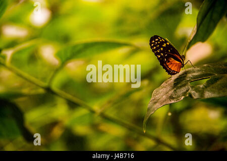 Close up di una farfalla / mariposa in San Jose, Costa Rica Foto Stock