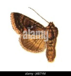 Phytometra angulum è una specie di vespa parassita che fa parte della famiglia Scelionidae. Questa vespa è nota per deporre le uova sugli insetti ospiti, contribuendo all'equilibrio ecologico regolando le popolazioni di organismi nocivi. Il suo ciclo di vita e il suo comportamento svolgono un ruolo importante nel controllo di altre specie di insetti, il che lo rende significativo nella gestione naturale dei parassiti. Foto Stock