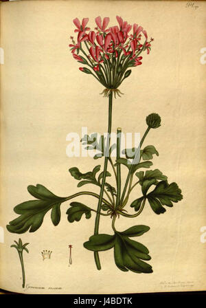 Pelargonium incrassatum Foto Stock