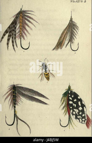 La lastra 3 di Bainbridge mostra una rappresentazione dettagliata e tecnica di un argomento specifico, possibilmente nel contesto dell'illustrazione scientifica, botanica o anatomica. La lastra riflette un alto livello di precisione nella rappresentazione del soggetto. Foto Stock