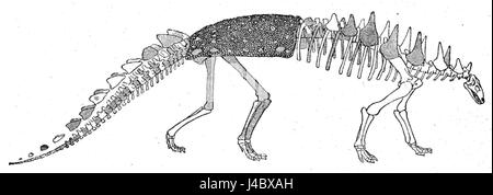 Lo scheletro di Polacanthus è un fossile ben conservato di un dinosauro del periodo Cretaceo, che fornisce importanti informazioni sulla struttura fisica e sulle abitudini di questo erbivoro corazzato. Foto Stock