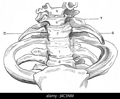 Questo diagramma di PSM V25 D742 illustra la struttura anatomica delle costole cervicali e il processo trasversale delle vertebre cervicali. È una rappresentazione dettagliata utilizzata nello studio dell'anatomia umana, concentrandosi sulla struttura vertebrale e sullo sviluppo delle costole. Foto Stock