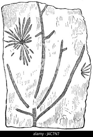 L'esemplare citato in PSM V32 D808 è identificato come un probabile rizocarpo di *Protannularia harknessii*, una specie del periodo Ordoviciano. I Rhizocarps sono piante che vissero durante questa prima era geologica, fornendo importanti informazioni sull'evoluzione della vita vegetale. Foto Stock