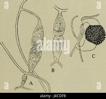 Rhizopus nigricans è una specie di fungo comunemente presente nel suolo, nel materiale vegetale in decomposizione e nei prodotti alimentari. È noto per il suo ruolo nel deterioramento alimentare e può anche causare infezioni negli esseri umani, in particolare negli individui immunocompromessi. Foto Stock