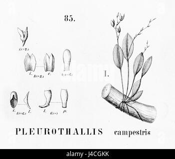 Questa illustrazione botanica di *Pleurothallis campestris*, tratta dalla *Flora Brasiliensis*, mostra le caratteristiche distintive del plantâ, che sono caratteristiche della flora brasiliana. Foto Stock