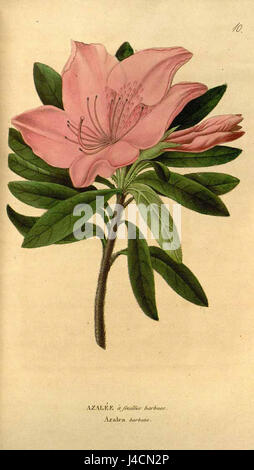 Il Rhododendron barbatum è una specie di pianta in fiore originaria dell'Himalaya, nota per i suoi grandi e vibranti fiori rossi. È un membro del genere Rhododendron ed è ammirato per la sua bellezza ornamentale nei giardini e nei paesaggi. Foto Stock