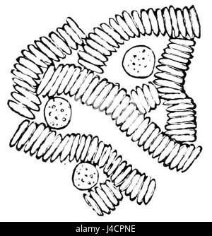 Questa illustrazione scientifica, tratta dal PSM V06 D361, raffigura un'ameba all'interno dei globuli rossi. L'immagine fa parte di uno studio che esplora il comportamento dei microrganismi nel sangue umano. Foto Stock