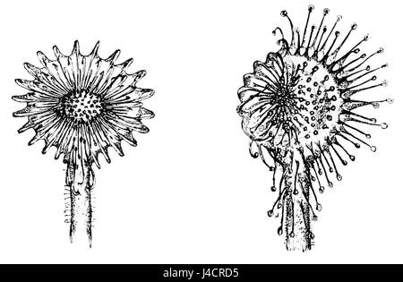 Immagine tratta dal Proceedings of the Scientific Monthly, volume 8, che mostra la Drosera rotundifolia, comunemente nota come la rugiada solare a foglia tonda, una pianta carnivora originaria dell'Europa e del Nord America. Foto Stock